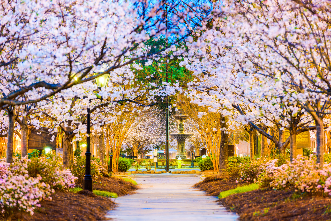 space with flowering trees