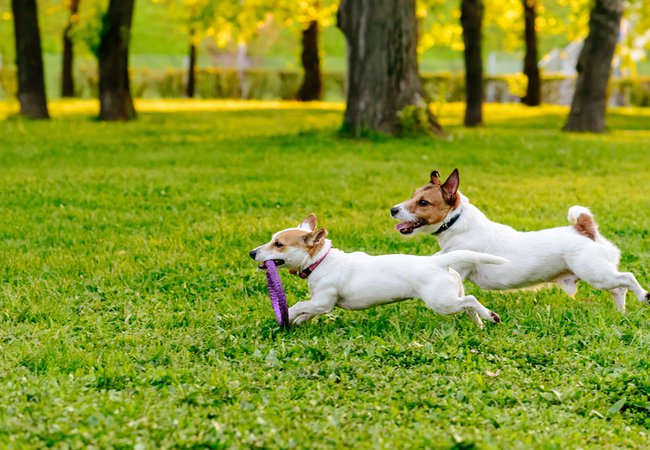 Two dogs running at park lawn playing with puller toy